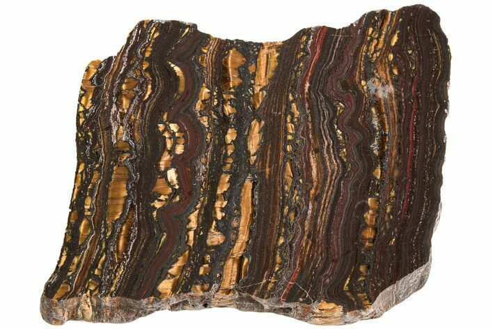 Polished Tiger Iron Stromatolite Slab - Billion Years #221969
